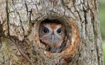 Eastern Screech Owl, finding shelter in a tree cavity