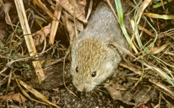 vole in the grass