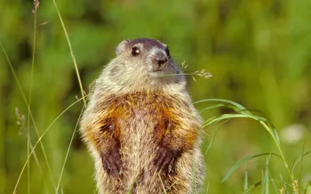 woodchuck in the grass