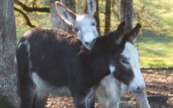 Two young donkies use their necks to wrestle and cuddle each other beneath the trees at Duchess Sanctuary