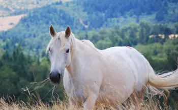 A white horse munches on the plentiful wild hay at Duchess Sanctuary as it freely roams the large meadow with rolling hills in the background