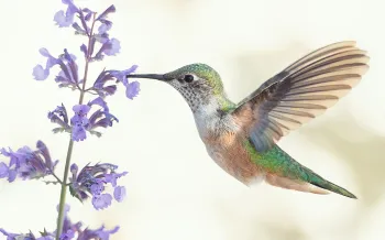 Hummingbird stopping at a flower to eat