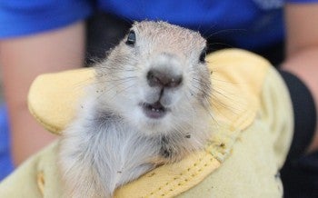 Prairie dog held by Humane World for Animals member doing habitat and translocation work