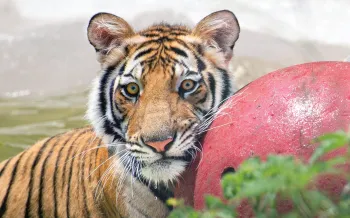 Photo of India the tiger playing in his pool with his red ball.