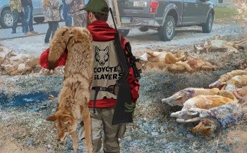 Illustration of a man carrying a dead coyote among other participants of a wildlife killing contest