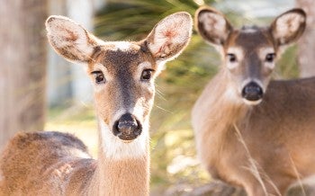 Photo of deer roaming freely on Fripp Island, SC.