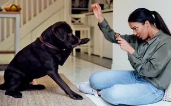 A woman trains her black lab who lifts his paw playfully for a shake