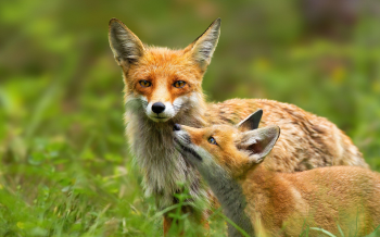 Red fox mother and young cub touching with noses in nature