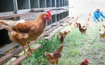 Photo of a hen in an free-range farm
