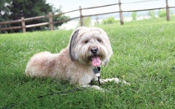 Photo of Minnow the dog laying in the grass.