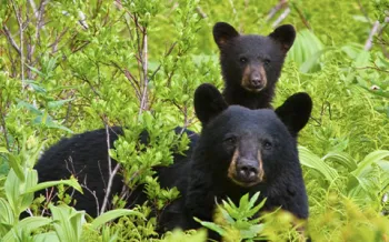 Cub with mother black bear in wild
