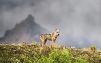 Gray wolf on a mountain ridge in Denali National Park, Alaska