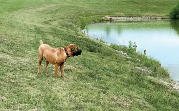 Mir the dog surveying a pond on a large property that is now his home.