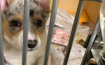 Filthy "sick room" cage of puppy being treated for illness at American Kennels, NY