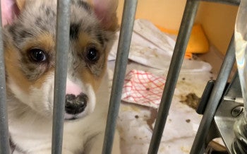 Filthy "sick room" cage of puppy being treated for illness at American Kennels, NY