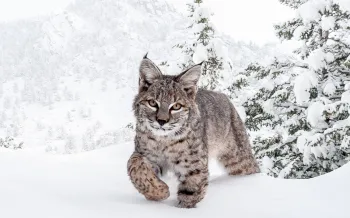 Bobcat in snow