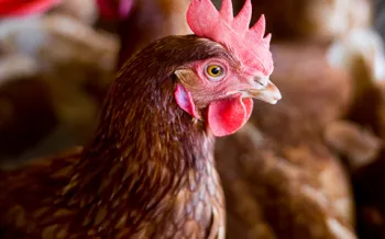 Cage free hens on farm in Uruguay