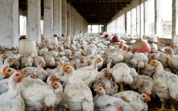 Photo of an industrial chicken operation in India.