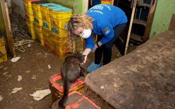 HSUS rescuer petting a cat in an alleged neglect situation in Muncie, Indiana.