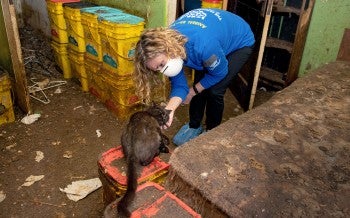 HSUS rescuer petting a cat in an alleged neglect situation in Muncie, Indiana.
