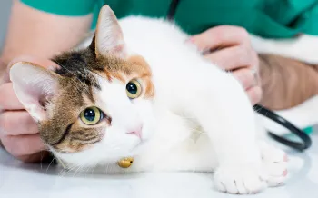 A cat on an exam table being checked by a veterinarian.