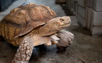 Goblin the tortoise walking on a concrete floor