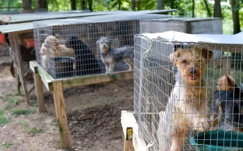 Rows of outdoor rabbit hutches used for housing dogs at a puppy mill.