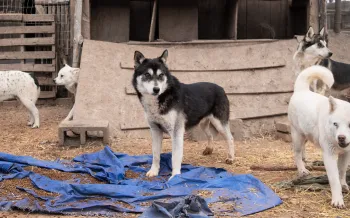Adult dogs found living outdoors in crowded, filthy pens, some with no apparent access to food or water. 