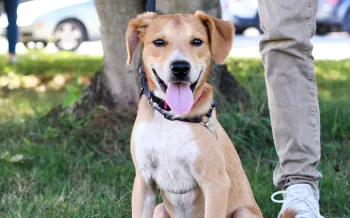 Happy dog at outdoor adoption event for animals in shelter