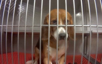a beagle looks sadly at the camera from inside a metal cage