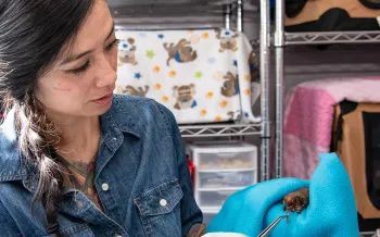 Bat rehabber working with a small bat in her home