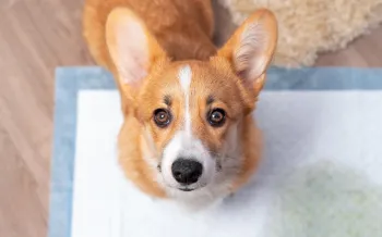 Corgi using a wet pad to potty train a puppy