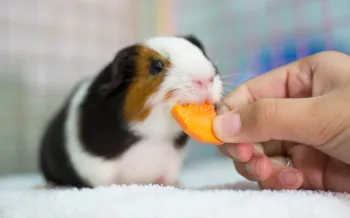 Guinea pig being fed a carrot. Learn more about what guinea pigs can eat. 