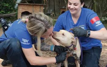 HSUS animal rescue services in action