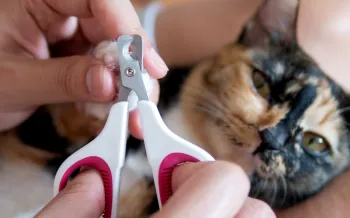 A person showing how to trim claws on a calm cat