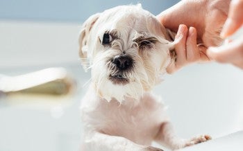 dog getting sprayed by skunk getting bath to get rid of skunk smell