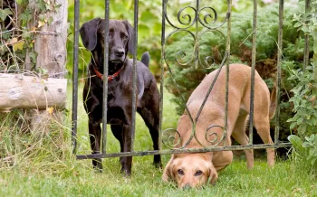 Two bored dogs trying to escape from yard squeeze under fence