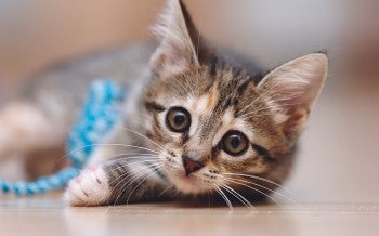 Teaching your kitten how to properly play will help to stop them from biting