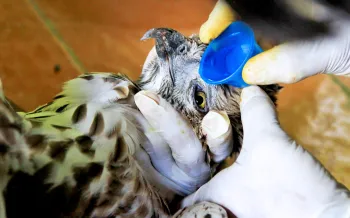 A raptor is cared for by a wildlife rehabilitator who is trained to help wild animals