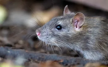 The best way to get rid of rats is by making your home less attractive to them