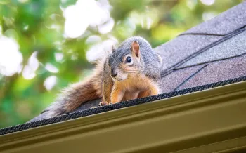 A squirrel can get to the attic through the roof