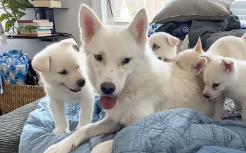 Dorothy the dog on a bed with her puppies