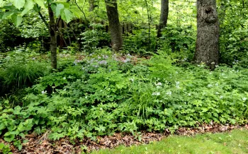 A soft landing below the trees