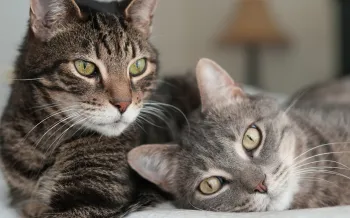 Two cats snuggle up to each other and one looks at the camera