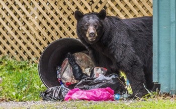 Black bear looking for food in a trash can.