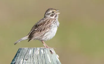 Sparrow on a fence post