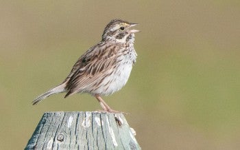 Sparrow on a fence post