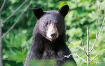 Black bear in the woods