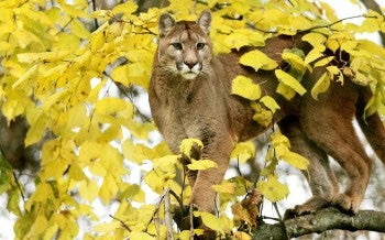Cougar in a high branch of a tree