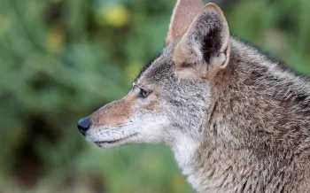 Side profile of a coyote